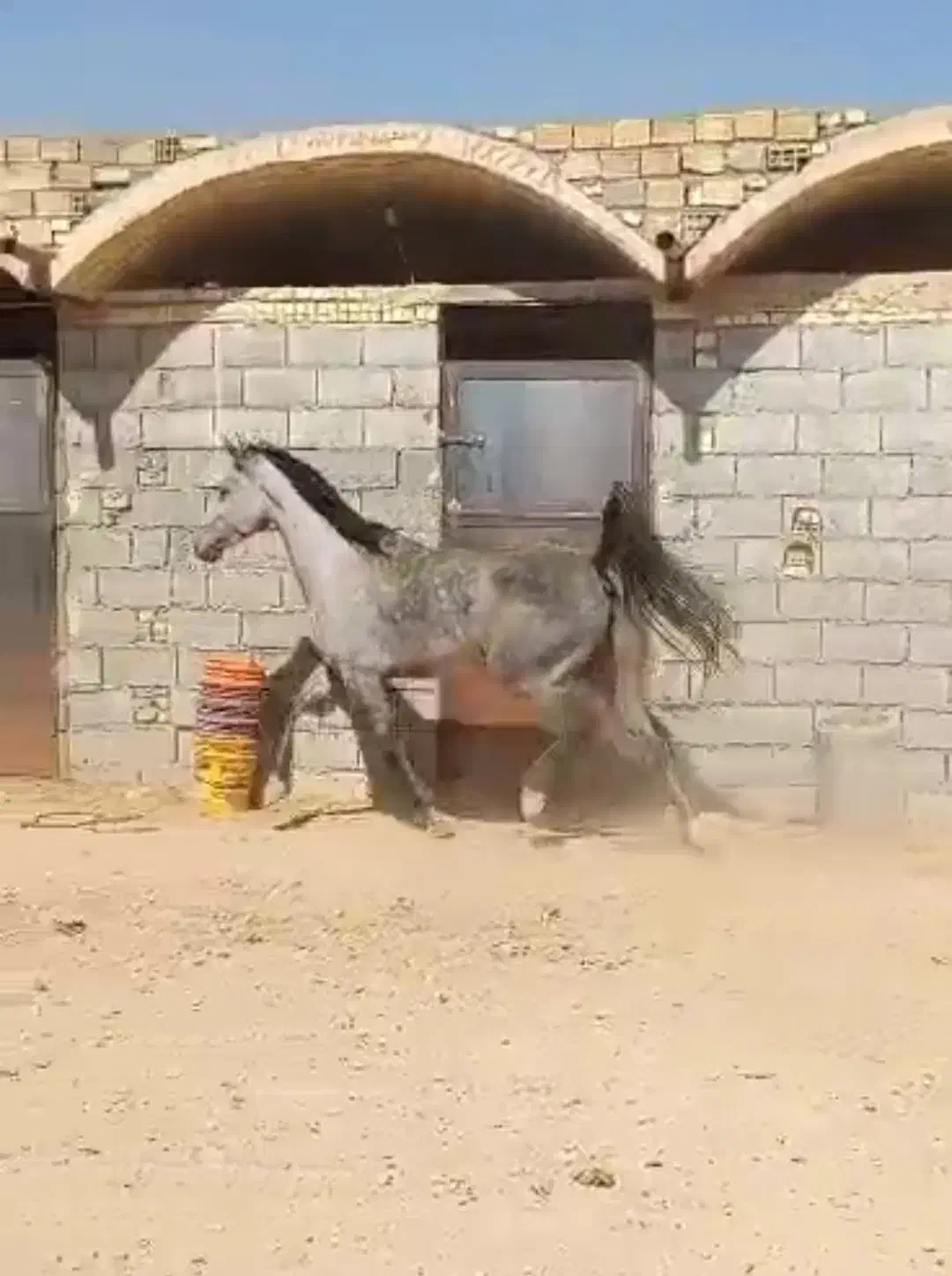 مادیان کرد|اسب و تجهیزات اسبسواری|خمینیشهر, |دیوار