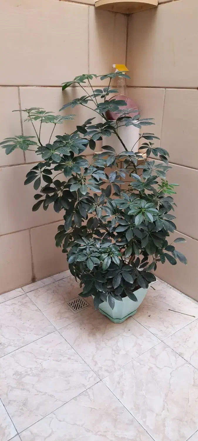 گلدان گل طبیعی|گل و گیاه طبیعی|شهرکرد, |دیوار