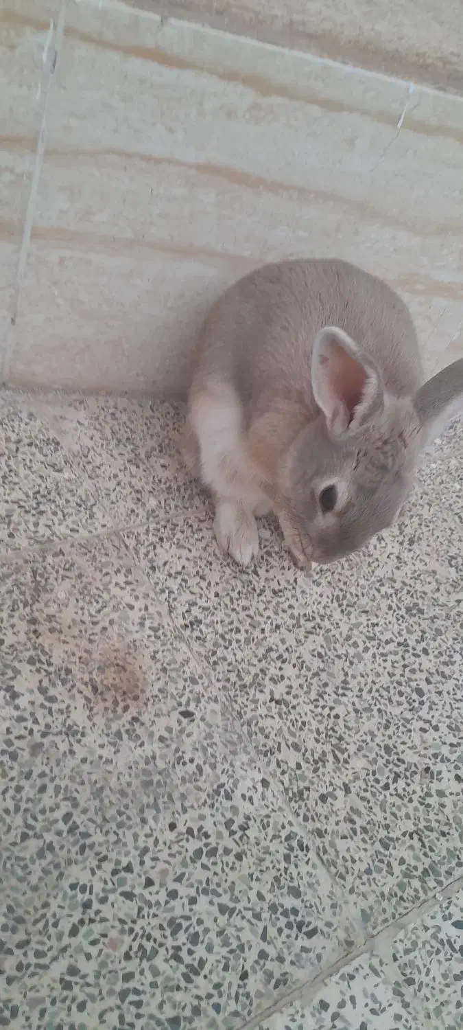 خرگوش|موش و خرگوش|سیرجان, |دیوار