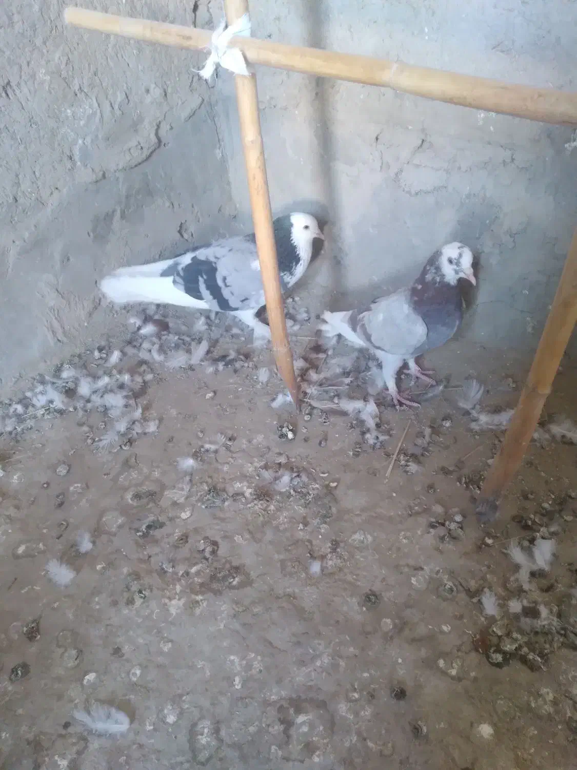 سلام یک جفت کور کورو نسل قدیم|پرنده|جزنیک, |دیوار