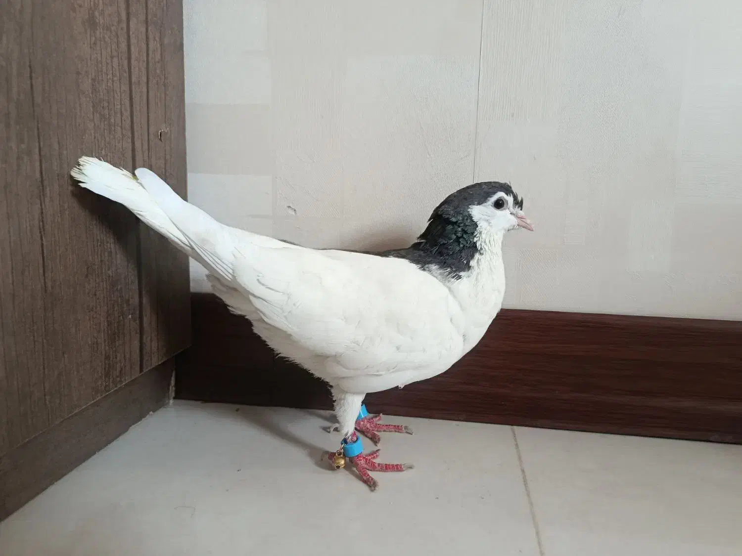 کفتر چپ مشکی ماده هوایی و به شرط تخم و جوجه|پرنده|گلبهار, شهر جدید گلبهار|دیوار