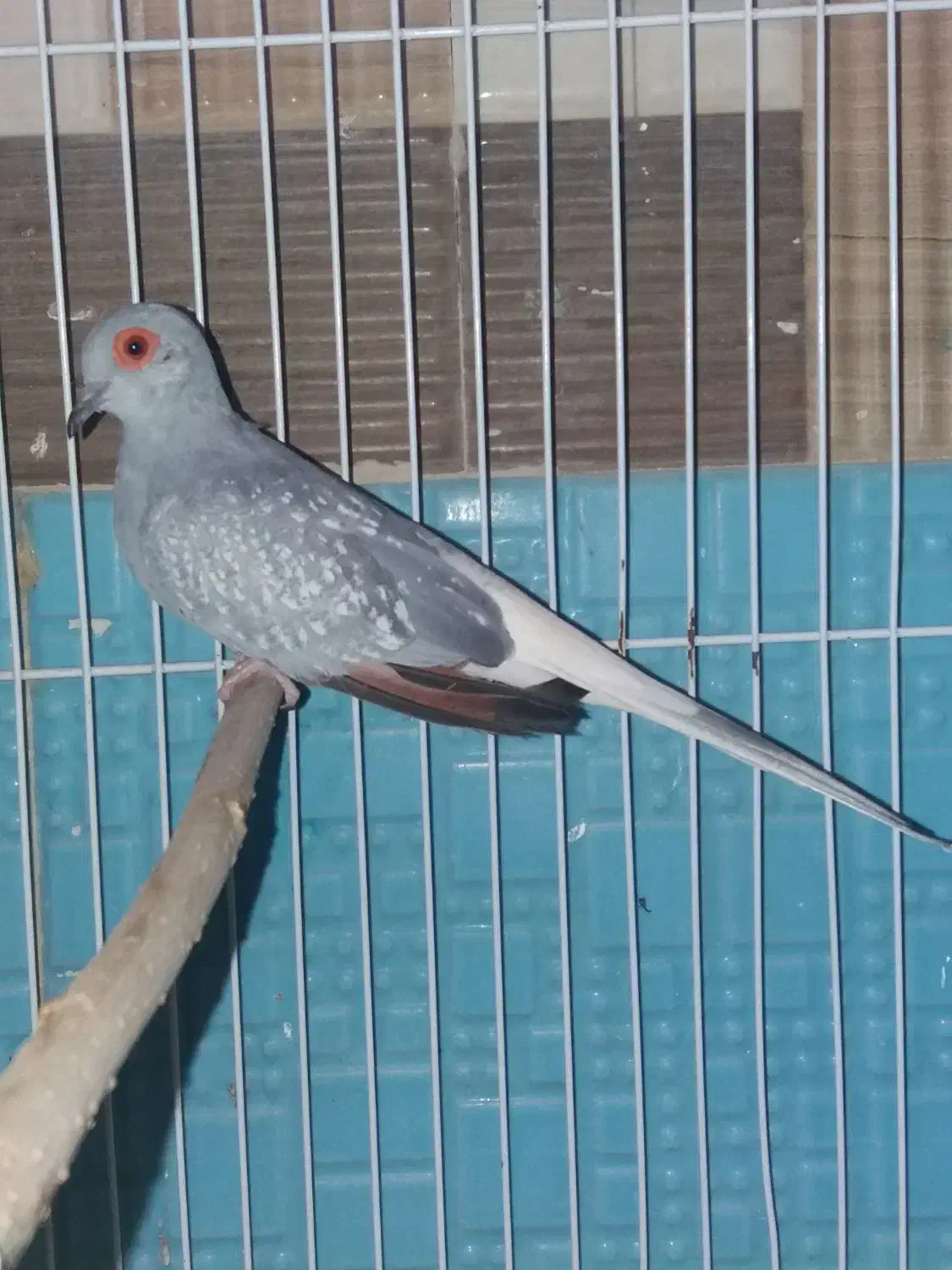 ی جفت کبوتر الماسی  مولد اندازه مرغ عشق|پرنده|تهران, شهرک علم و فناوری|دیوار