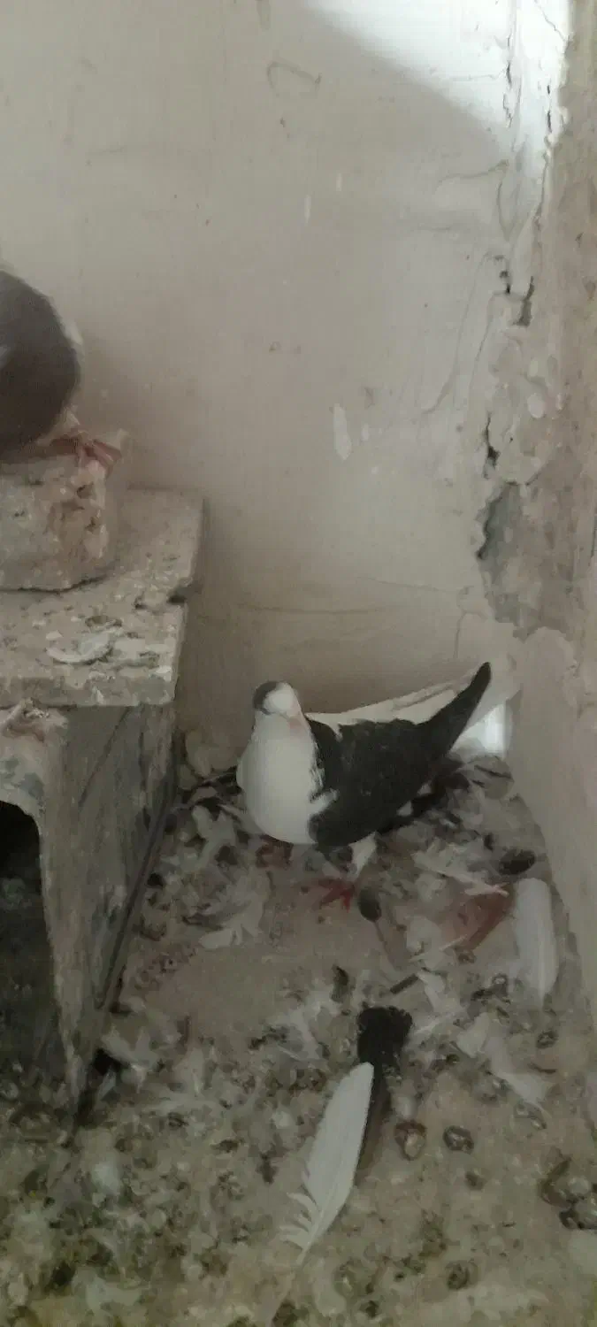 کفترپرشی وجفتگاه|پرنده|مشهد, رده|دیوار