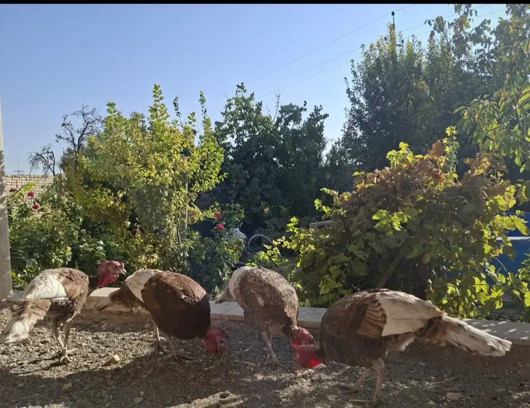 بوقلمون چهارعددنرهستن نژاد بربون|حیوانات مزرعه|معصومیه, |دیوار