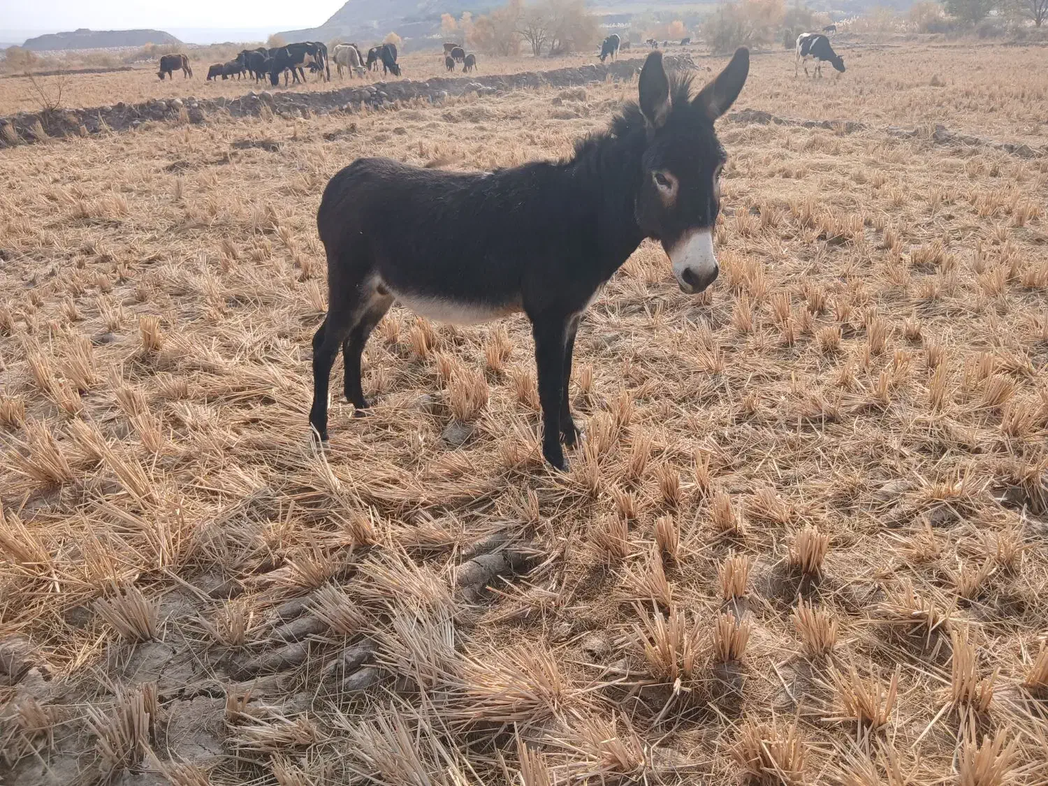 ۱۰۰۰۰۰۰۰|حیوانات|طارم (زنجان), |دیوار