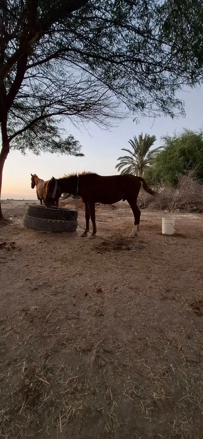 فروش مادیون همراه کره نر یک سال و نیم|اسب و تجهیزات اسبسواری|بهبهان, |دیوار