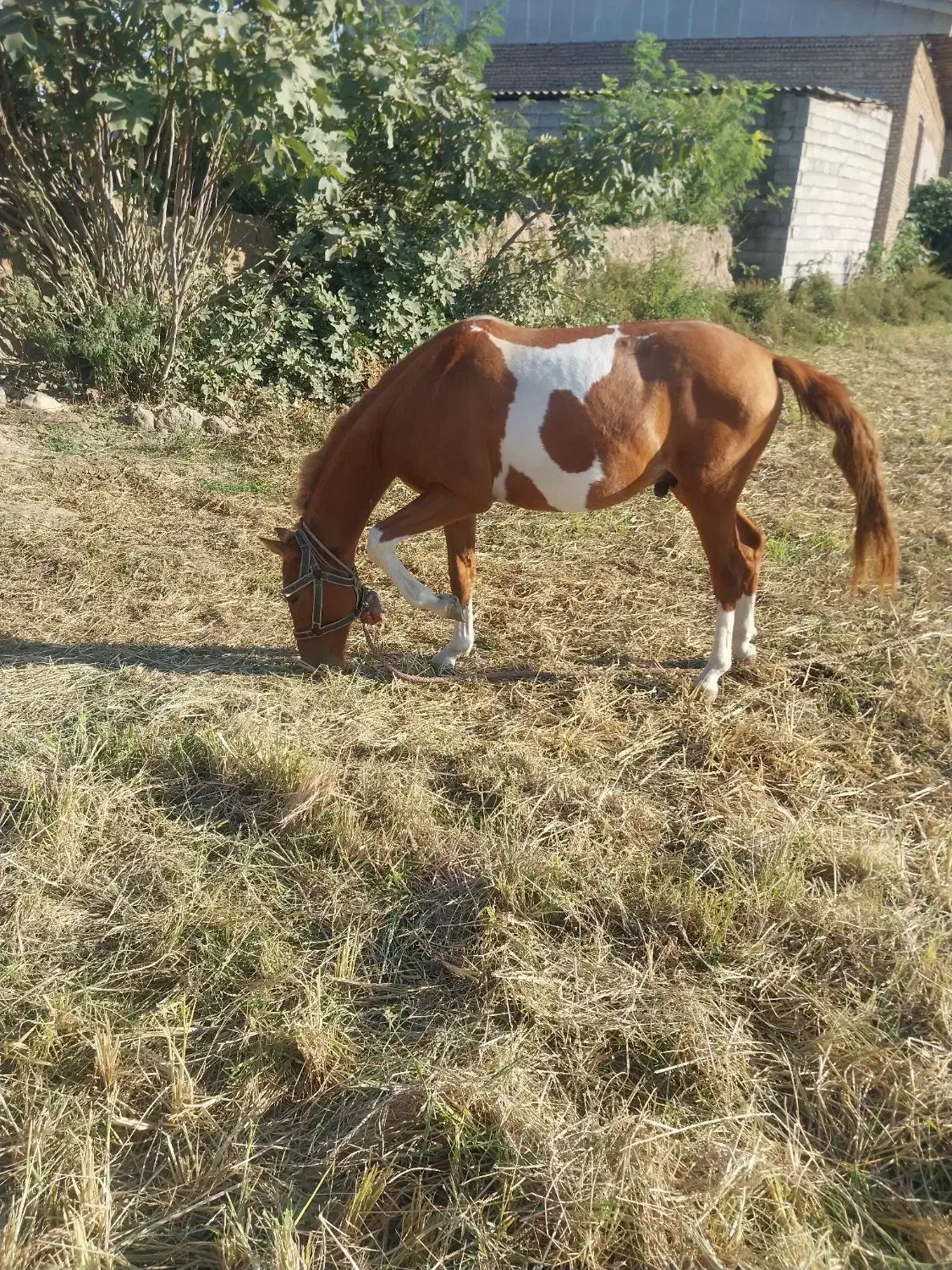 اسب|اسب و تجهیزات اسبسواری|گرگان, |دیوار