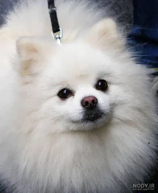 سگ پیدا شده|سگ|ورامین, شهرک فجر|دیوار