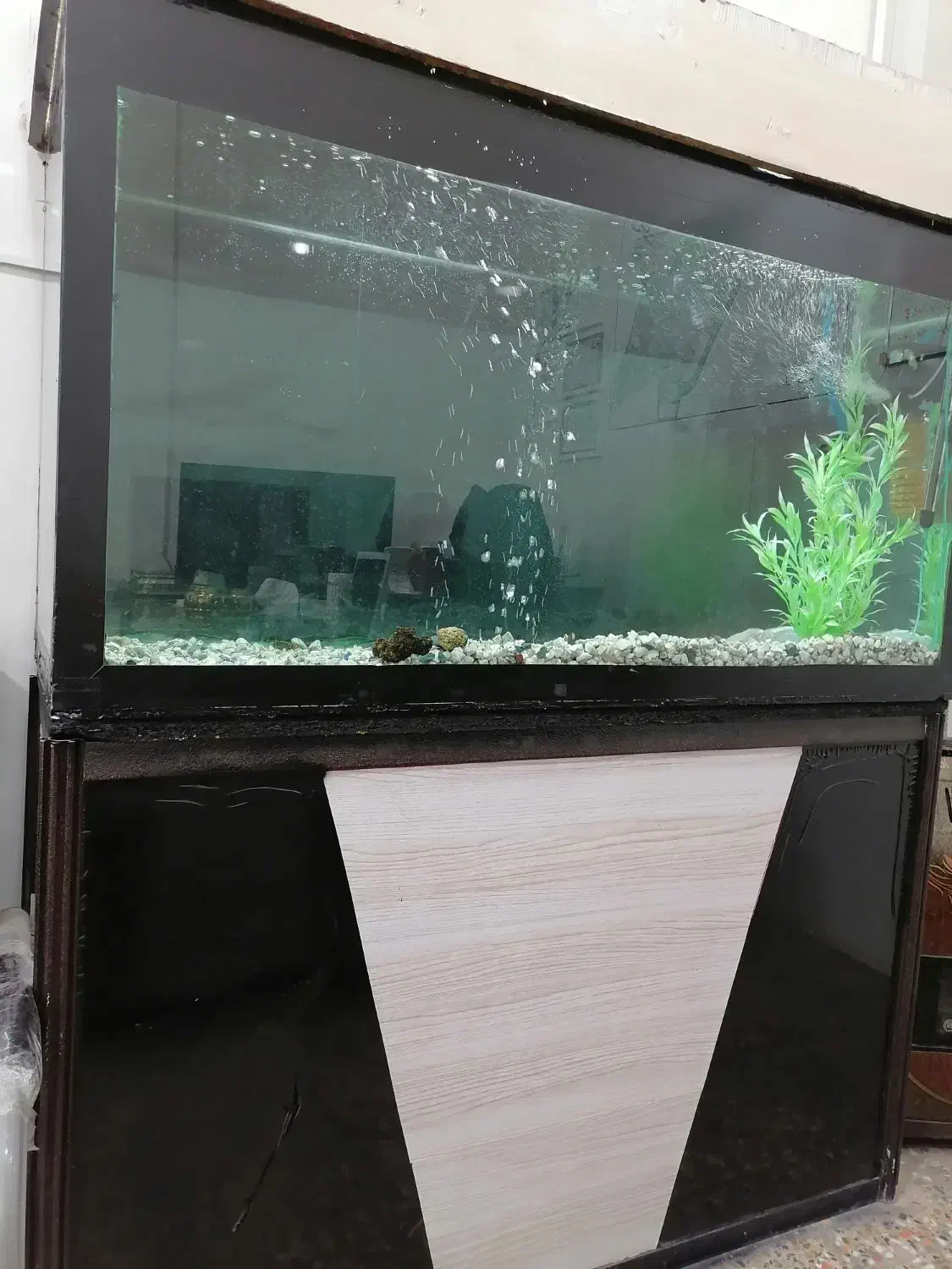 آکواریوم|ماهی|فرخشهر, |دیوار