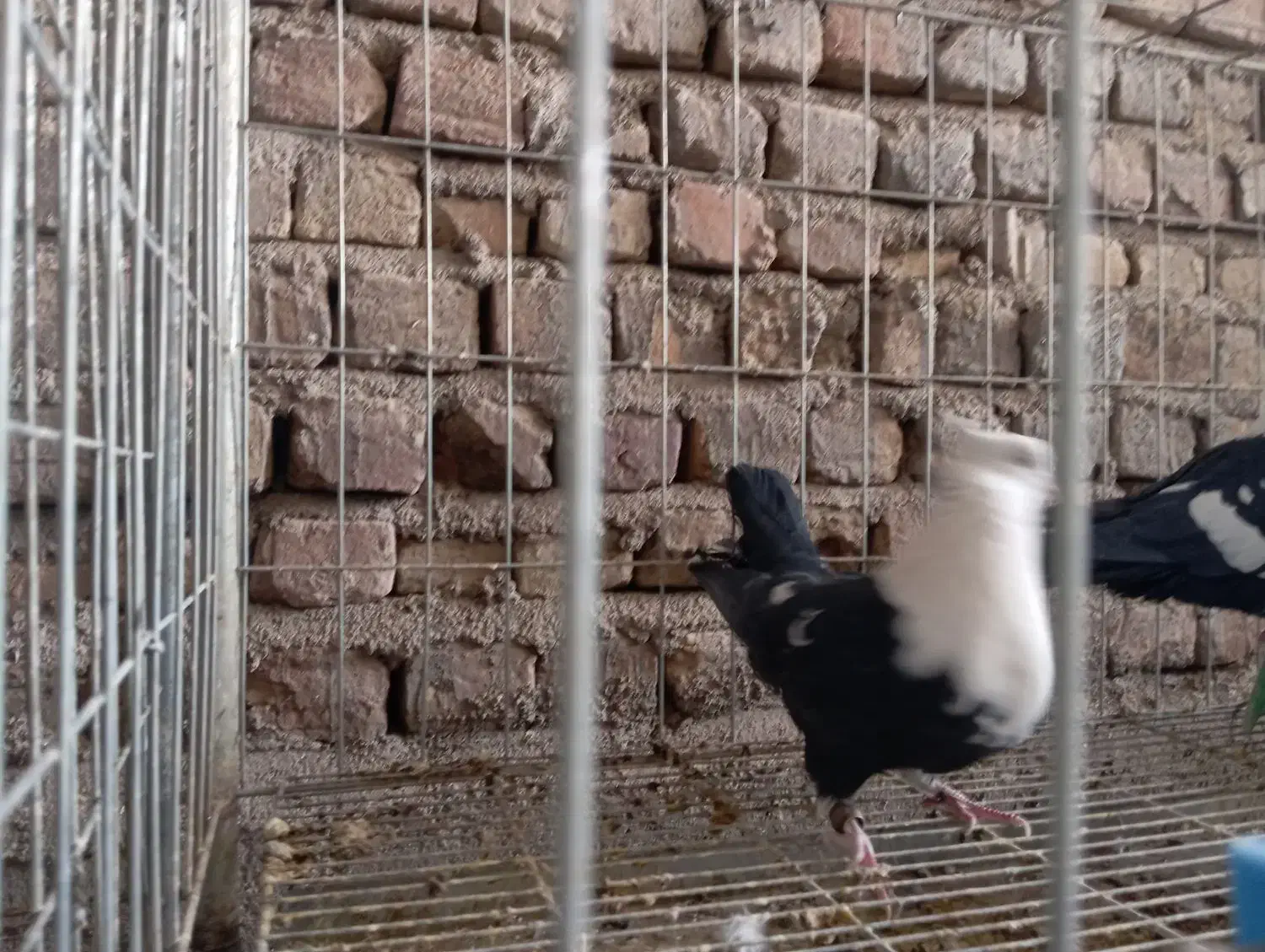 کله سفید کربلایی یکتی|پرنده|اهواز, کمپلو شمالی|دیوار