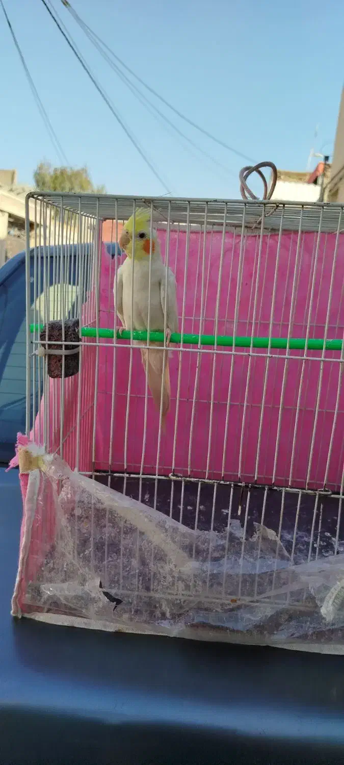 عروس هلندی نر|پرنده|مشهد, شهید قربانی|دیوار