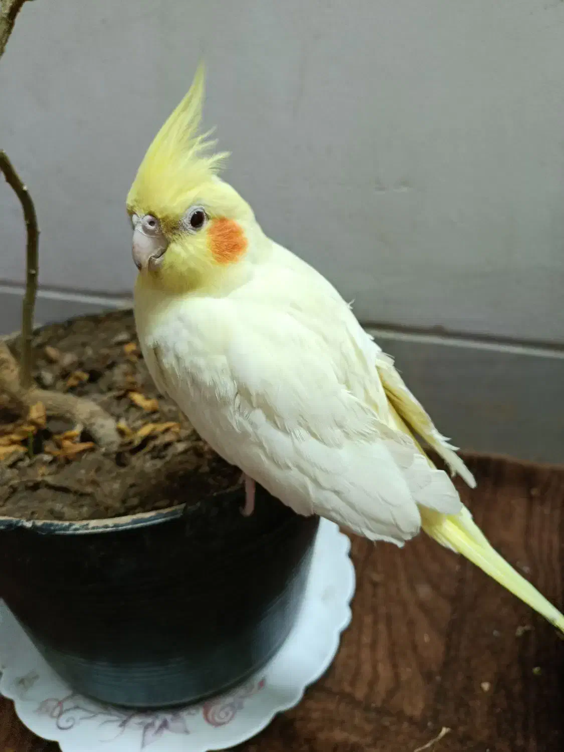 عروس هلندی نژاد لوتینو|پرنده|قم, فرهنگیان و شهربانی|دیوار