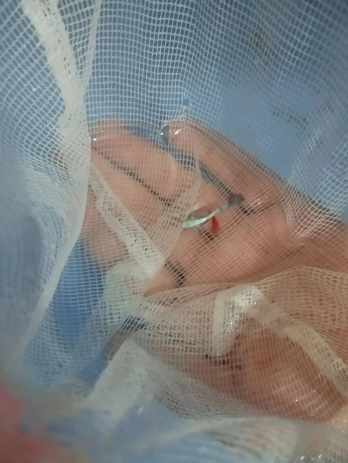 ماهی|ماهی|اردبیل, |دیوار