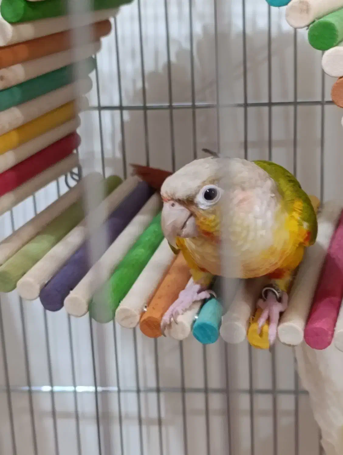 طوطی گرینچیک|پرنده|شهرکرد, |دیوار