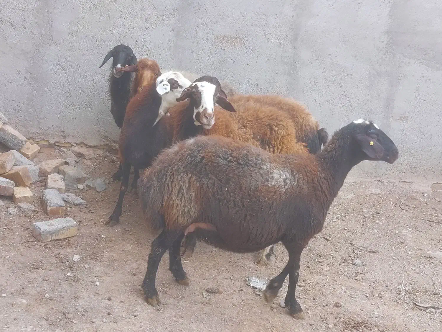 ۳۰راس گوسفند جوان گوشت خالص|حیوانات مزرعه|قزوین, |دیوار