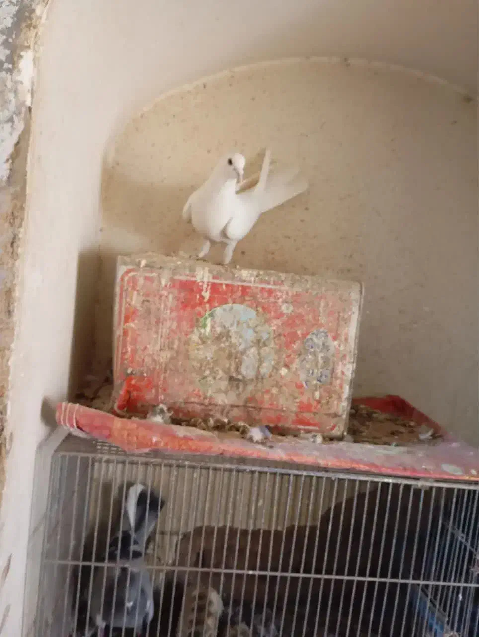 نرسفید مهر دمگیر|پرنده|برخوار, |دیوار