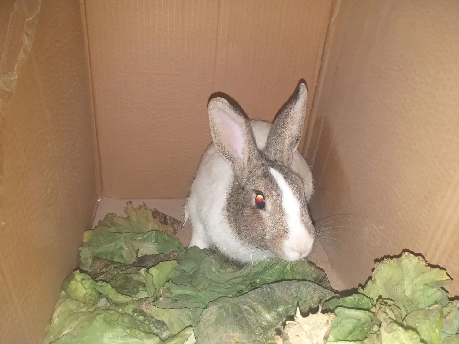 خرگوش|موش و خرگوش|ابریشم, |دیوار