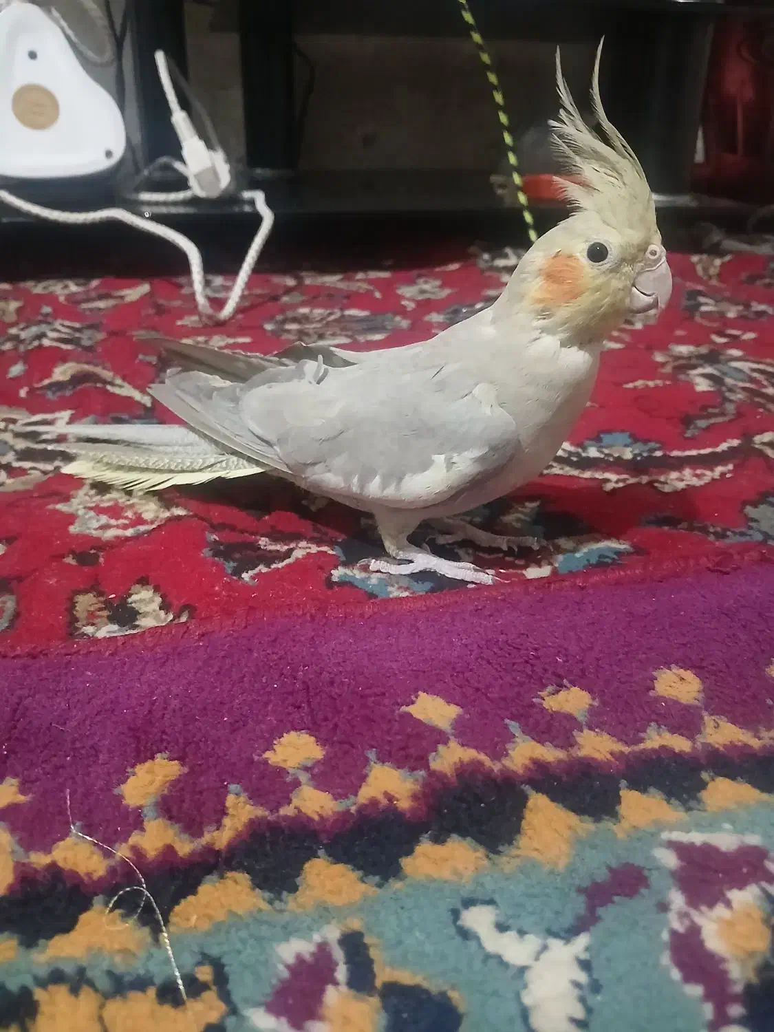 عروس هلندی ماده|پرنده|بروجرد, |دیوار