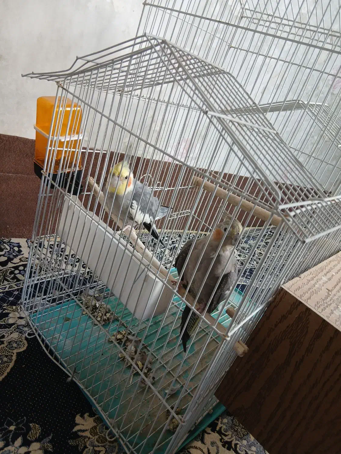 یک جفت عروس هلندی|پرنده|هشتگرد, شهرک صبا سوله|دیوار