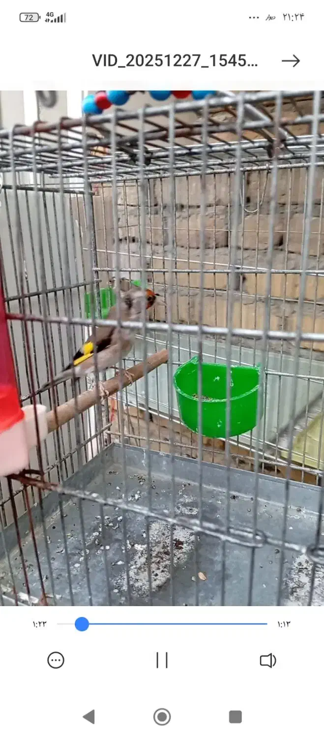 سهره|پرنده|اراک, |دیوار