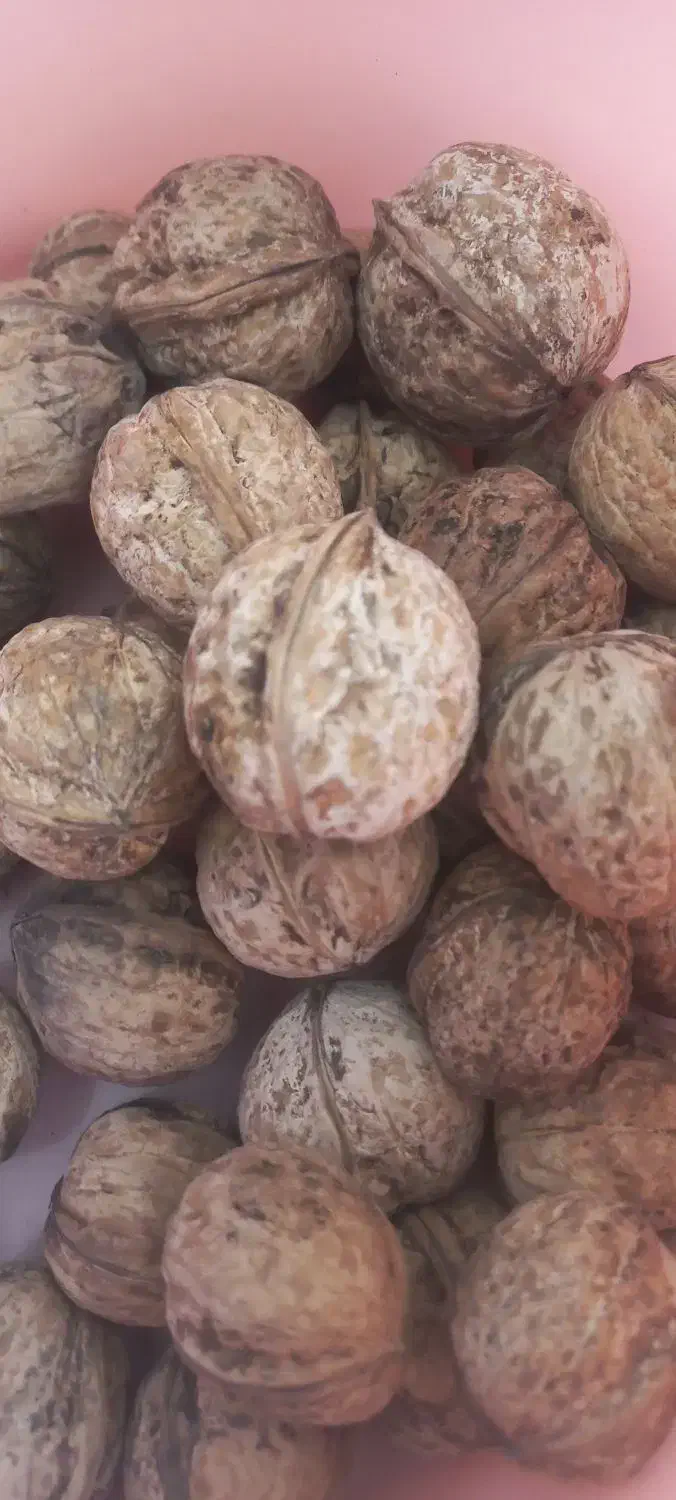 گردو، مال امسال به صورت هزاری به فروش میرسد|خوردنی و آشامیدنی|جوانرود, |دیوار