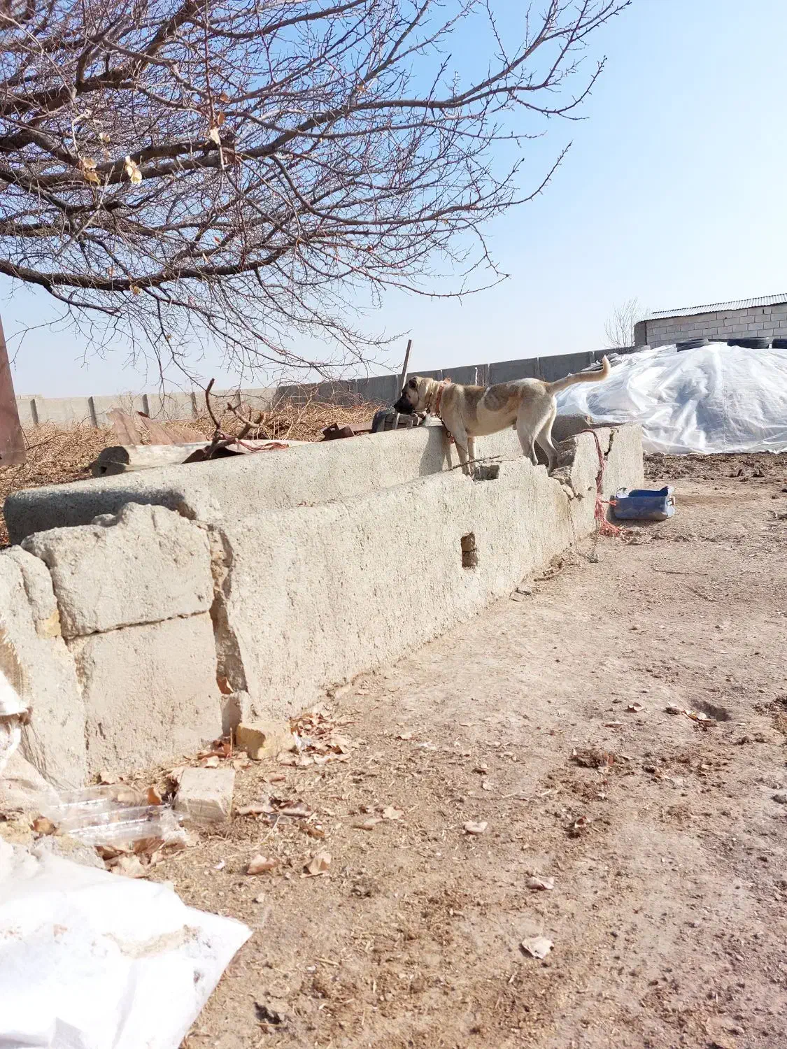 سگ سرابی|سگ|سردرود, |دیوار