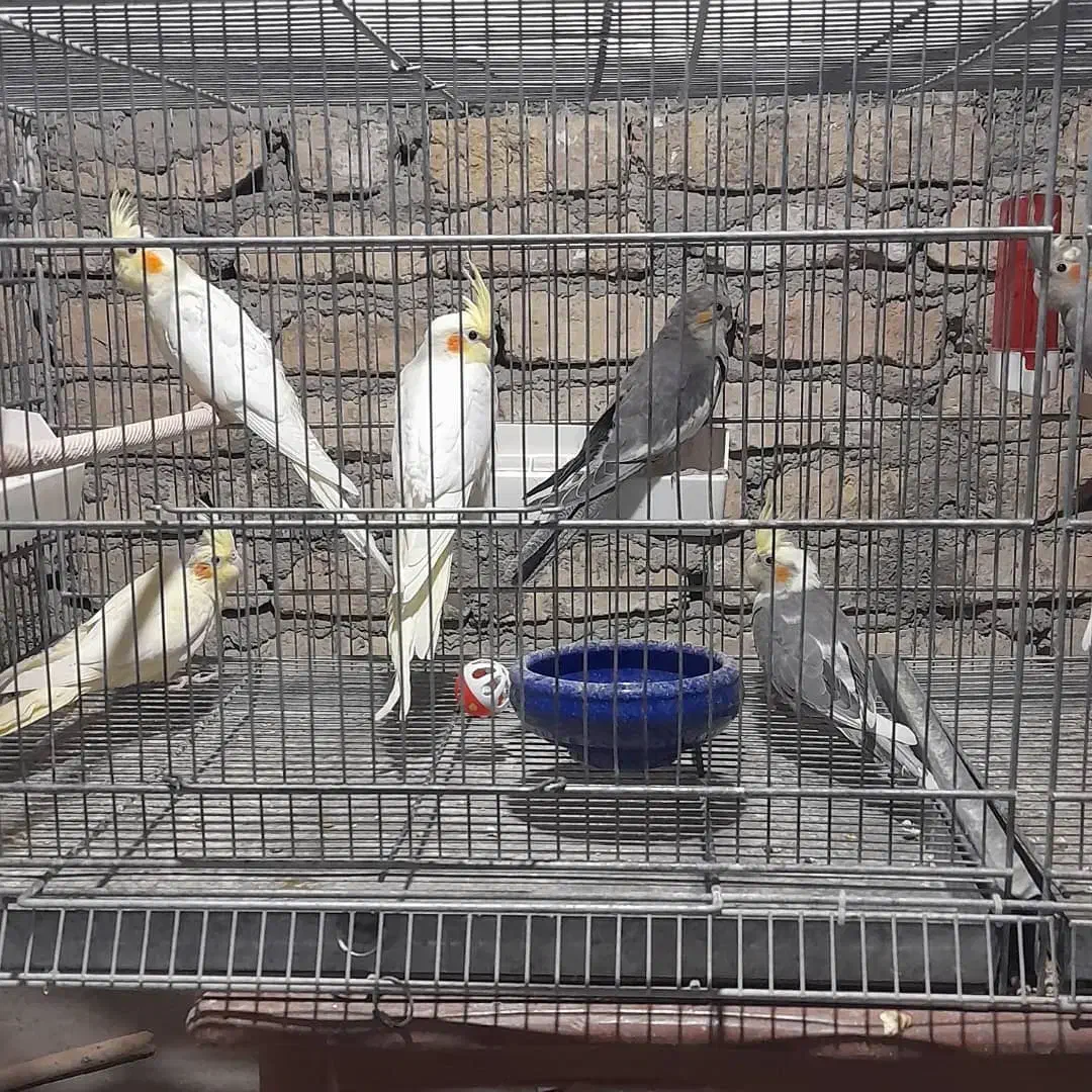 جوجه عروس هلندی|پرنده|هشتگرد, فاز ۱ مهستان|دیوار