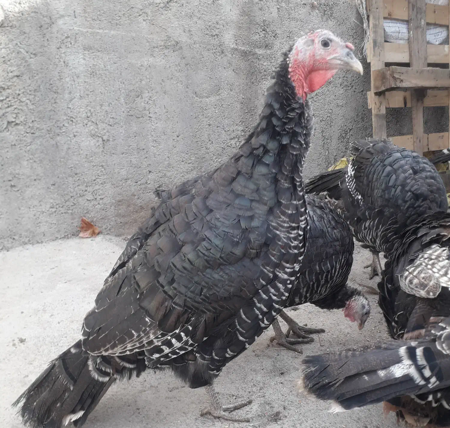 بوقلمون برنز|حیوانات مزرعه|خرمآباد, |دیوار