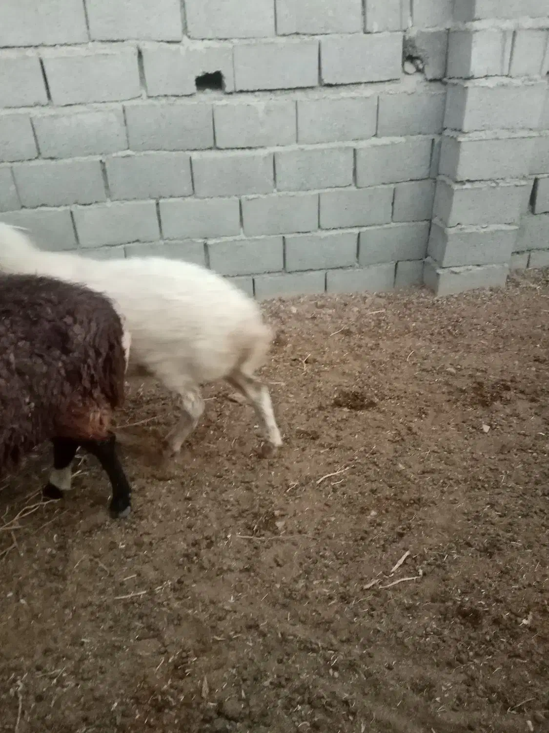 خاک گوسفند|لوازم جانبی حیوانات|گناباد, |دیوار