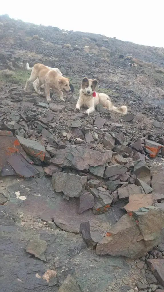 سگ گله قیمت 5ملیون بشرط گله یکساله|سگ|دلیجان, |دیوار