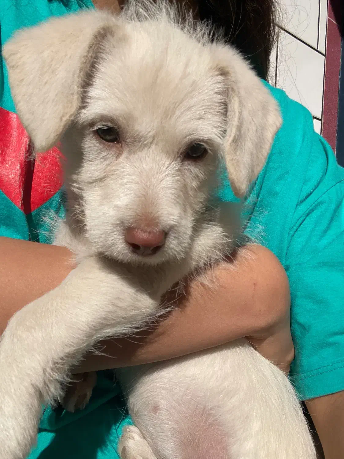 سگ پاکوتاه|سگ|دلند, |دیوار