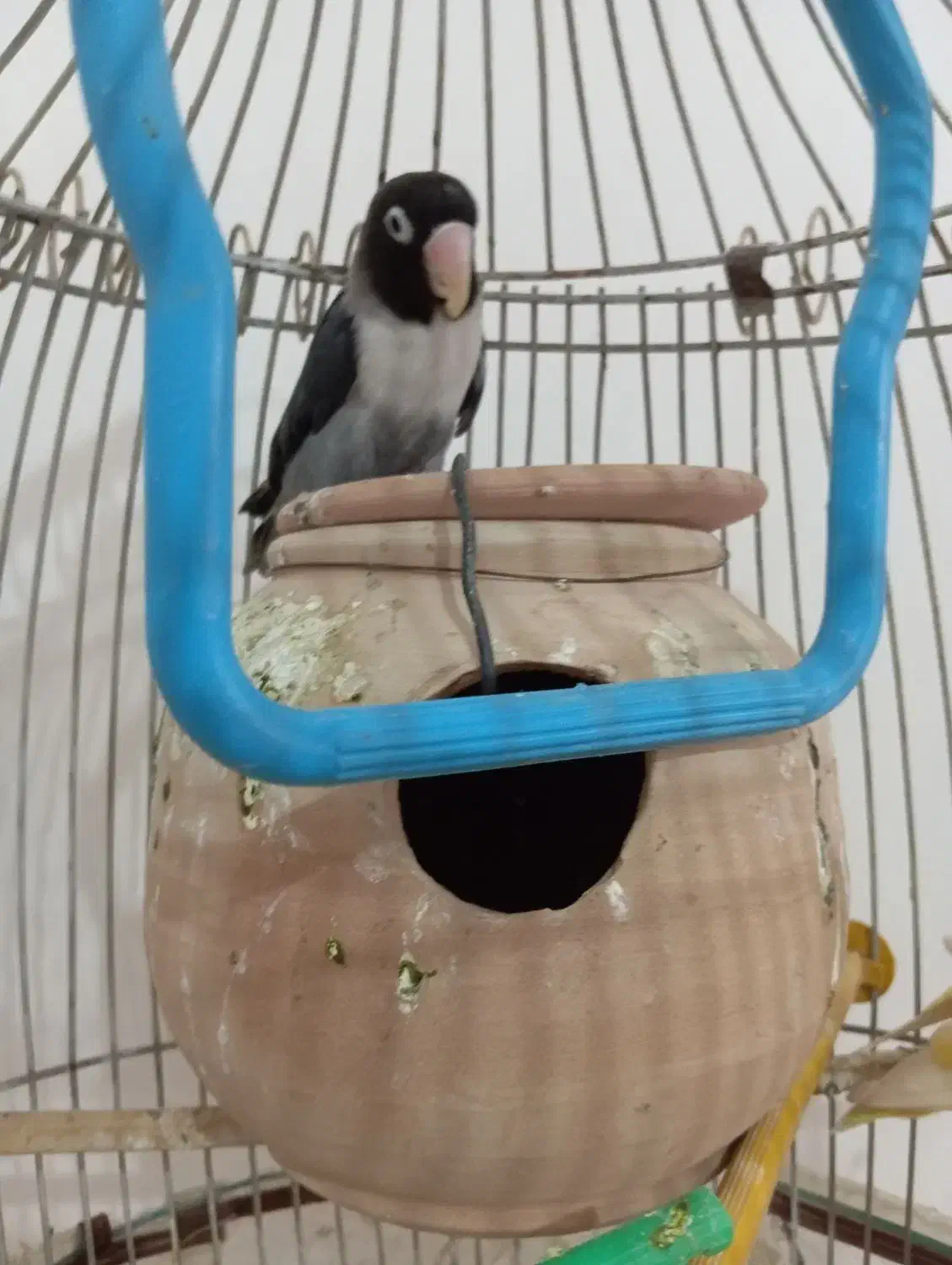 کوتوله نقابدارمشکی|پرنده|کرباسک, |دیوار