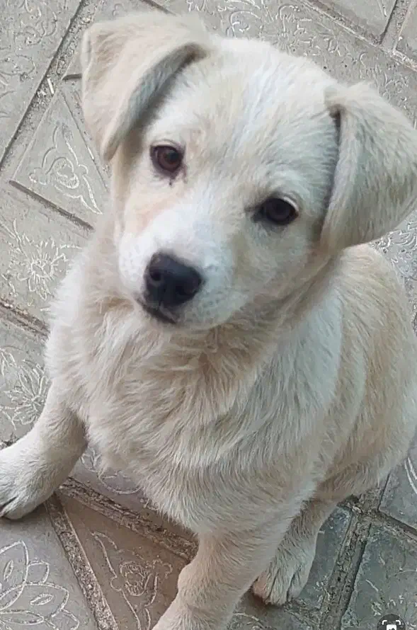 فروش سگ اشپیتز سه ماه|سگ|سیرجان, |دیوار