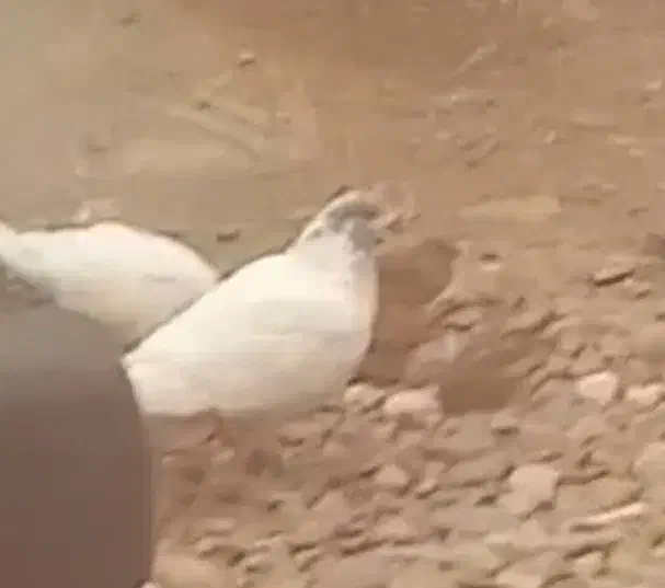 کفتر طوقی باشی سپه نر گمشده|حیوانات|اردبیل, |دیوار