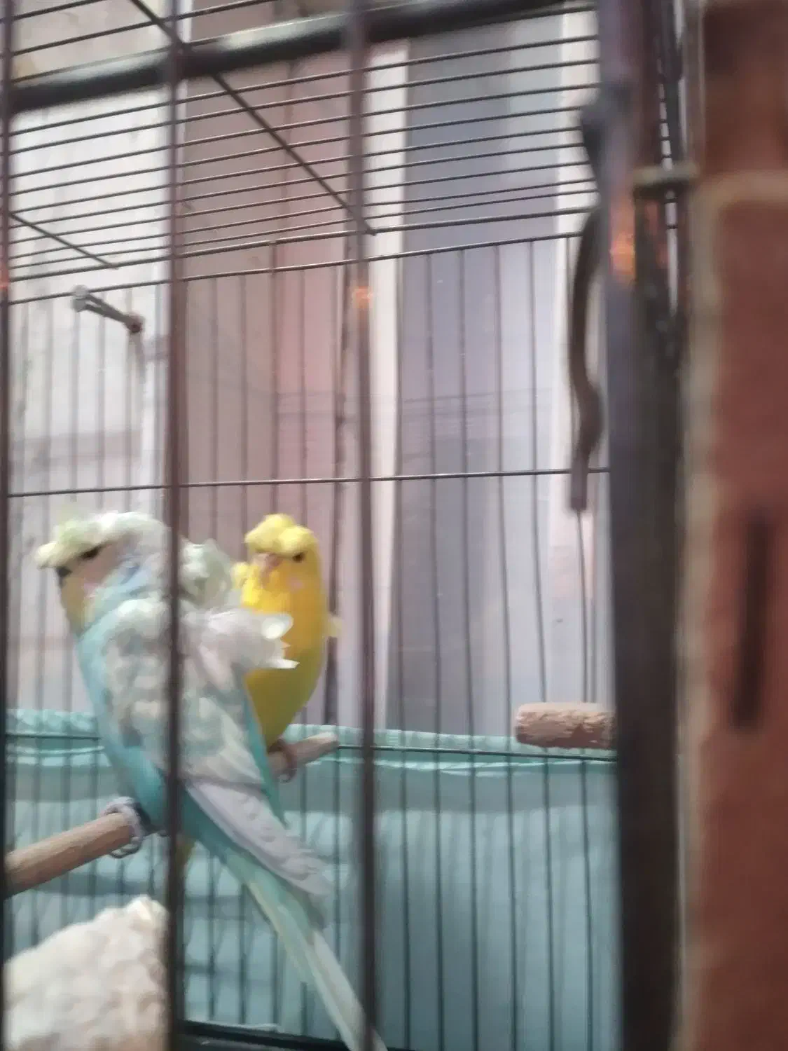 مرغ عشق پروانه ای زیبادرشت جوان معاوضه قناری ماده|پرنده|قدس, شهر‌قدس|دیوار