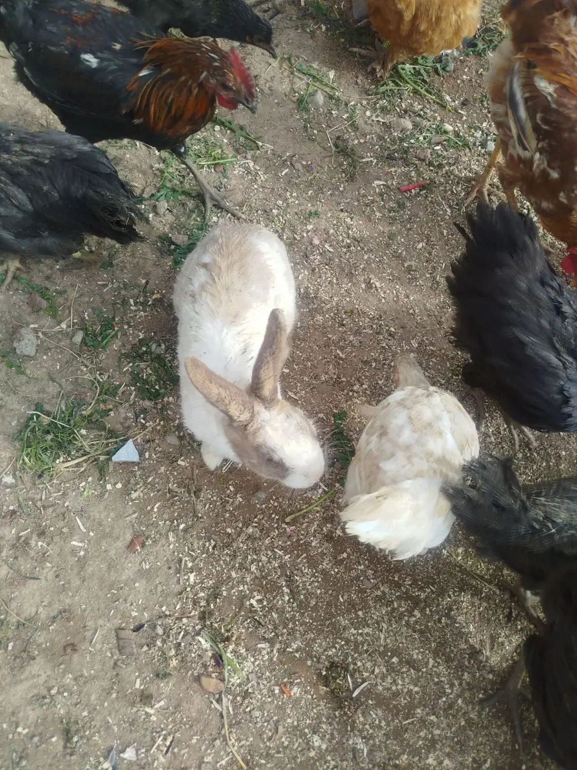 خرگوش نر|موش و خرگوش|سیرجان, |دیوار