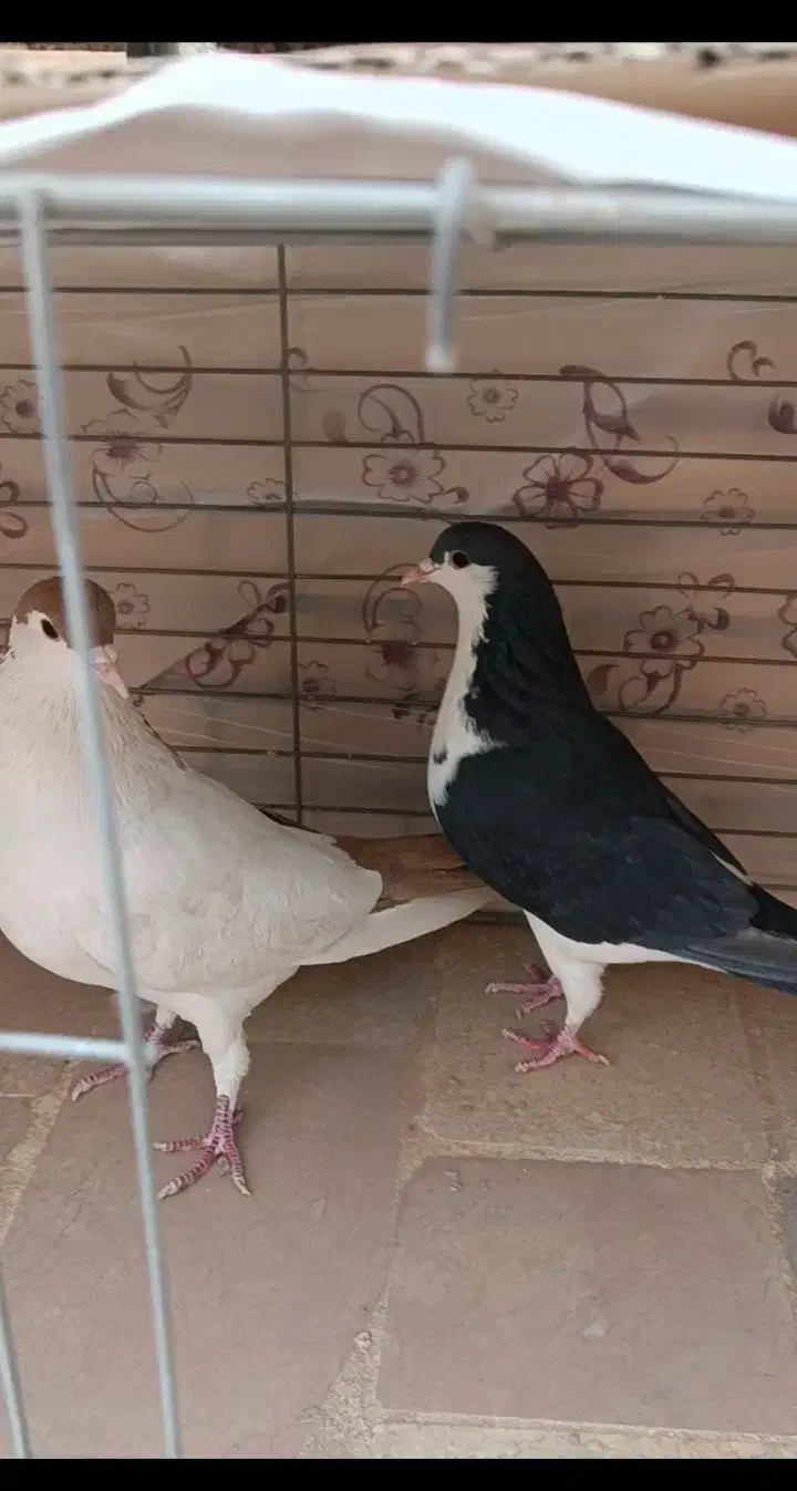 کبوتر چپ دم و راست دم|پرنده|یزد, |دیوار