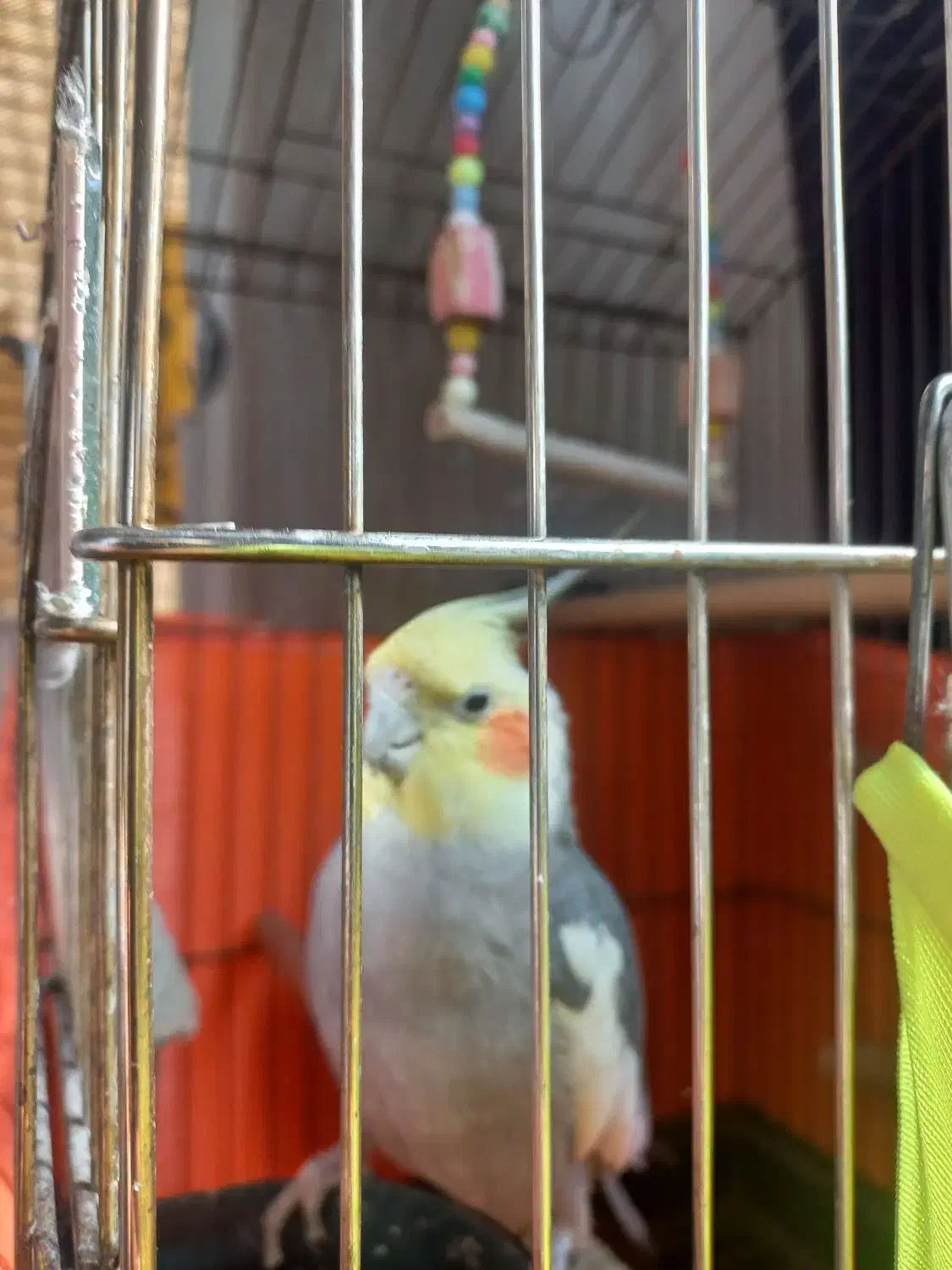 عروس هلند نر سخنگو|پرنده|تهران, امیریه|دیوار