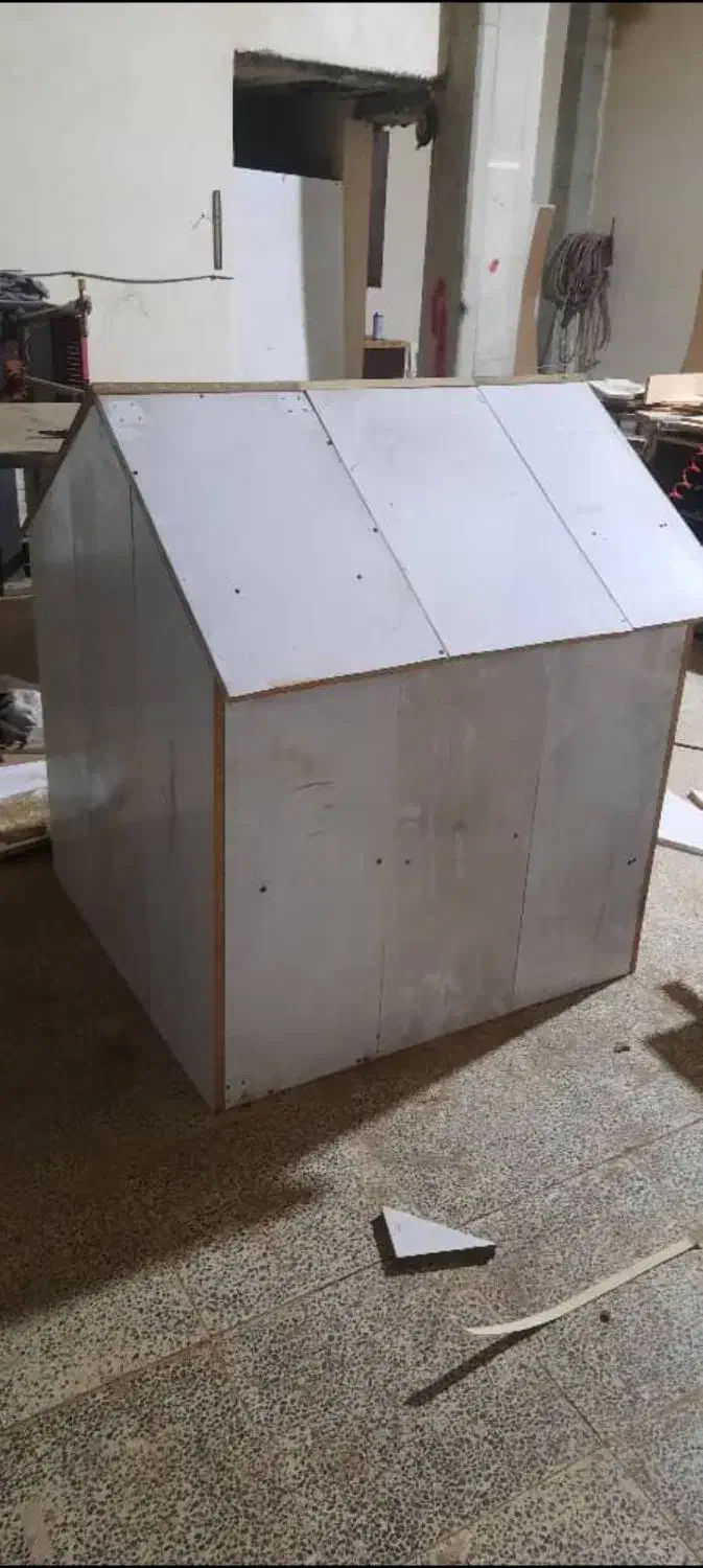 سگ شیتزو ماده|سگ|کرمان, |دیوار