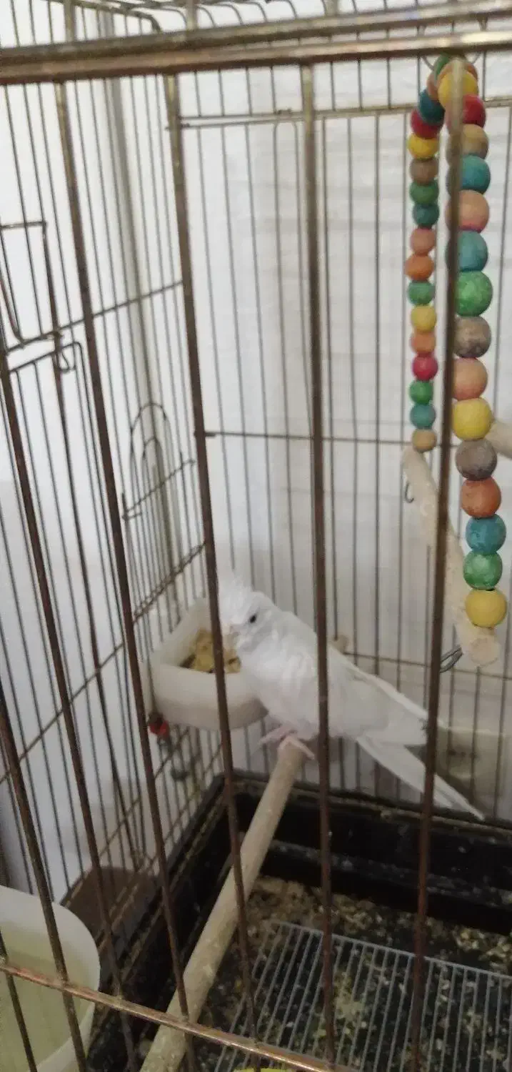 عروس هلندی آلبینو نر|پرنده|شاهین‌شهر, شهرک ردانی پور|دیوار