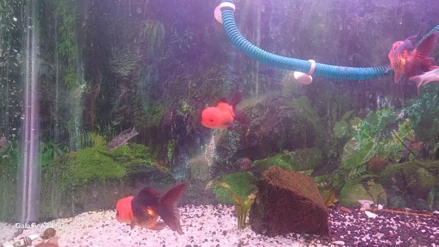 گلدفیش تری کالر|ماهی|شیراز, کوشک میدان|دیوار