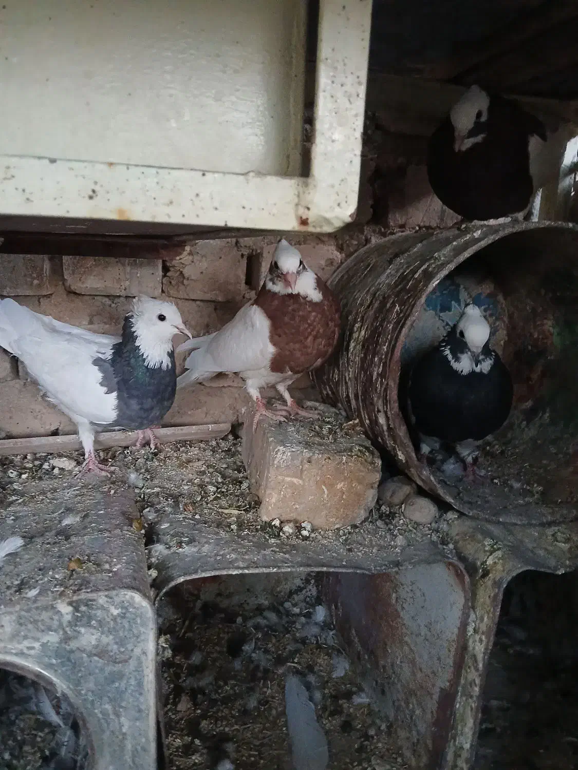 طوقی پلاکی درپرنده|پرنده|مرودشت, رودبال|دیوار