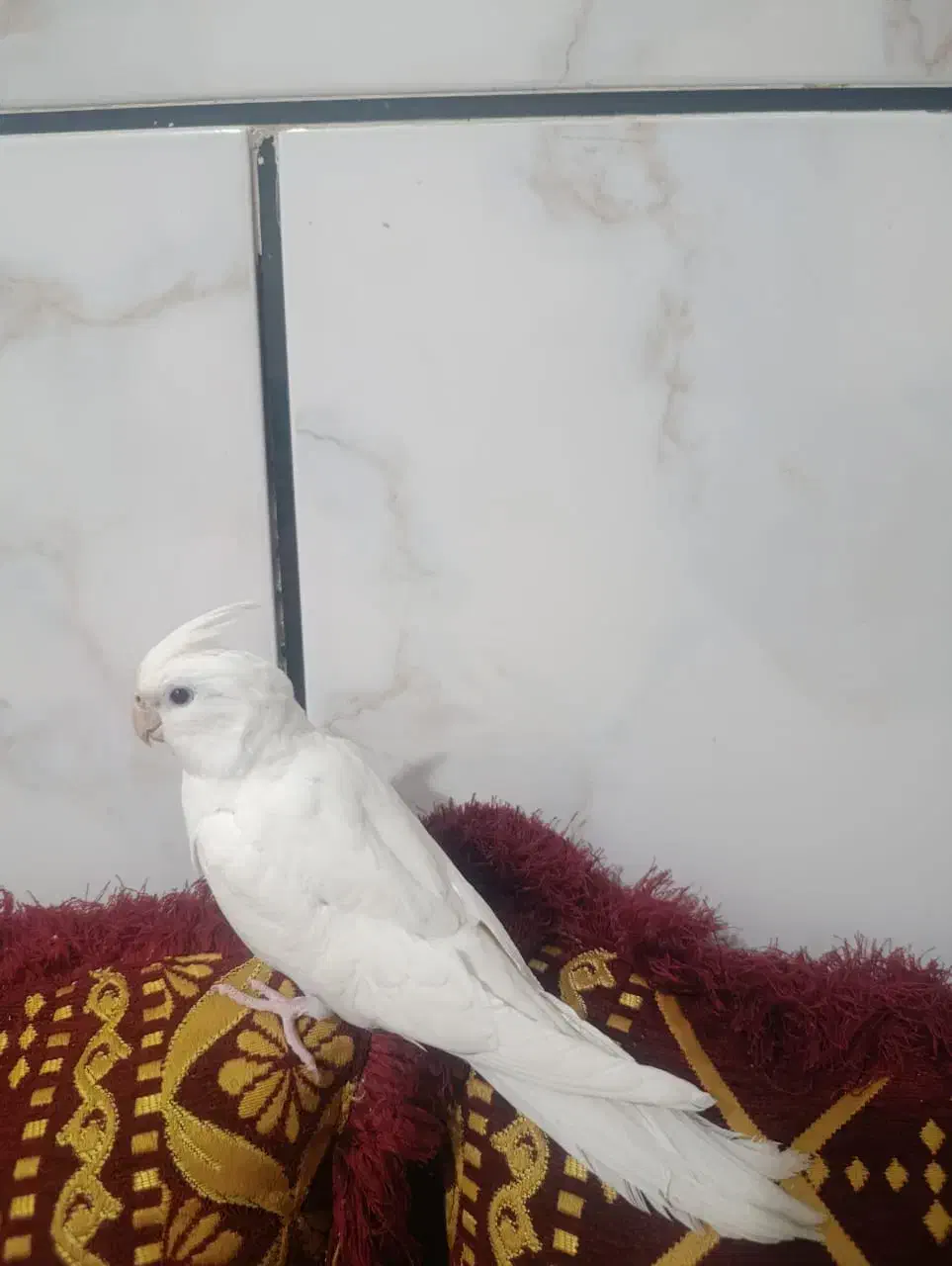 عروس هلندی آلبینو دستی نر وسخنگو|پرنده|بندر کنگان, |دیوار