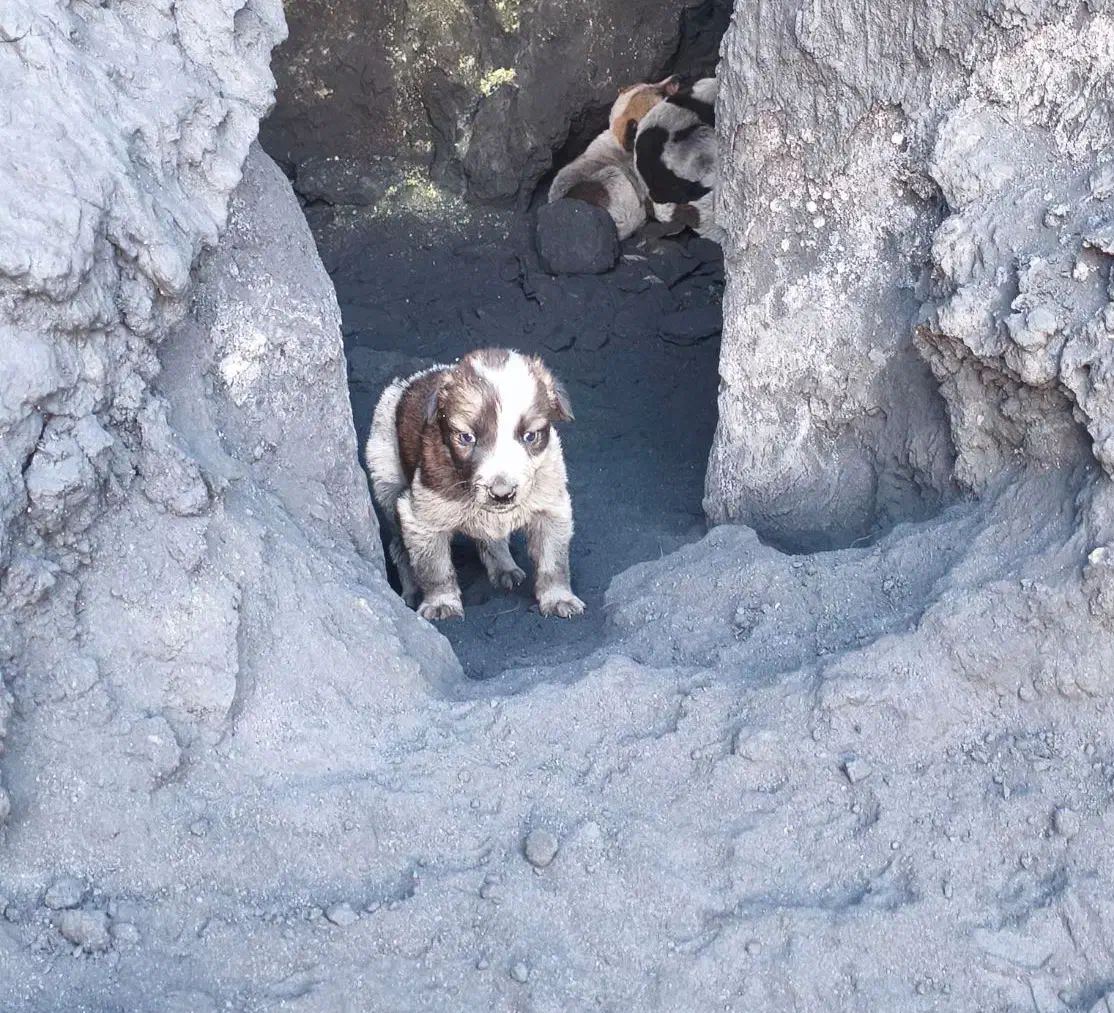 سگ رایگان|سگ|زرند, |دیوار