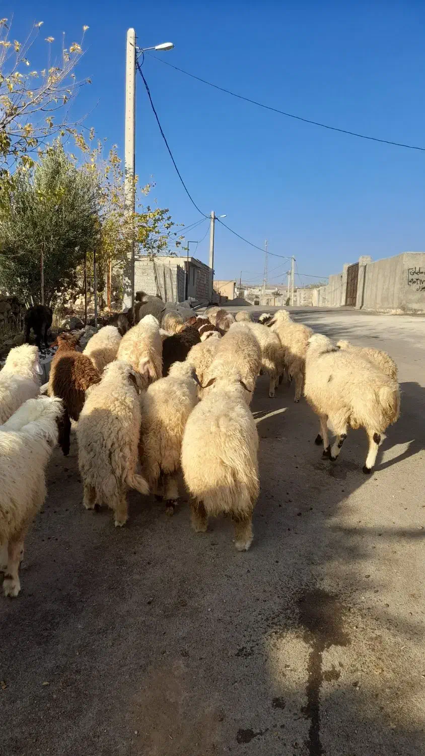 بره درحیوانات|حیوانات مزرعه|چرداول, |دیوار