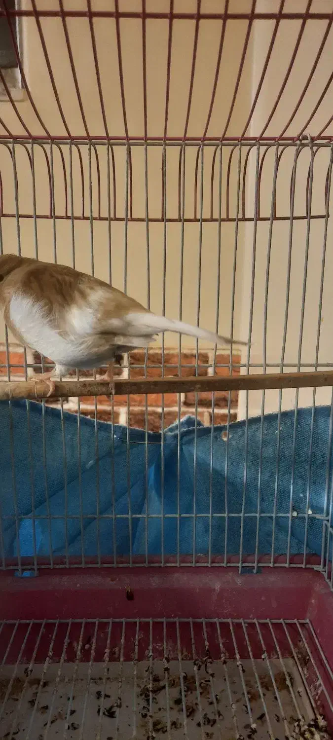 قناری نر و ماده|پرنده|تهران, هاشمی|دیوار