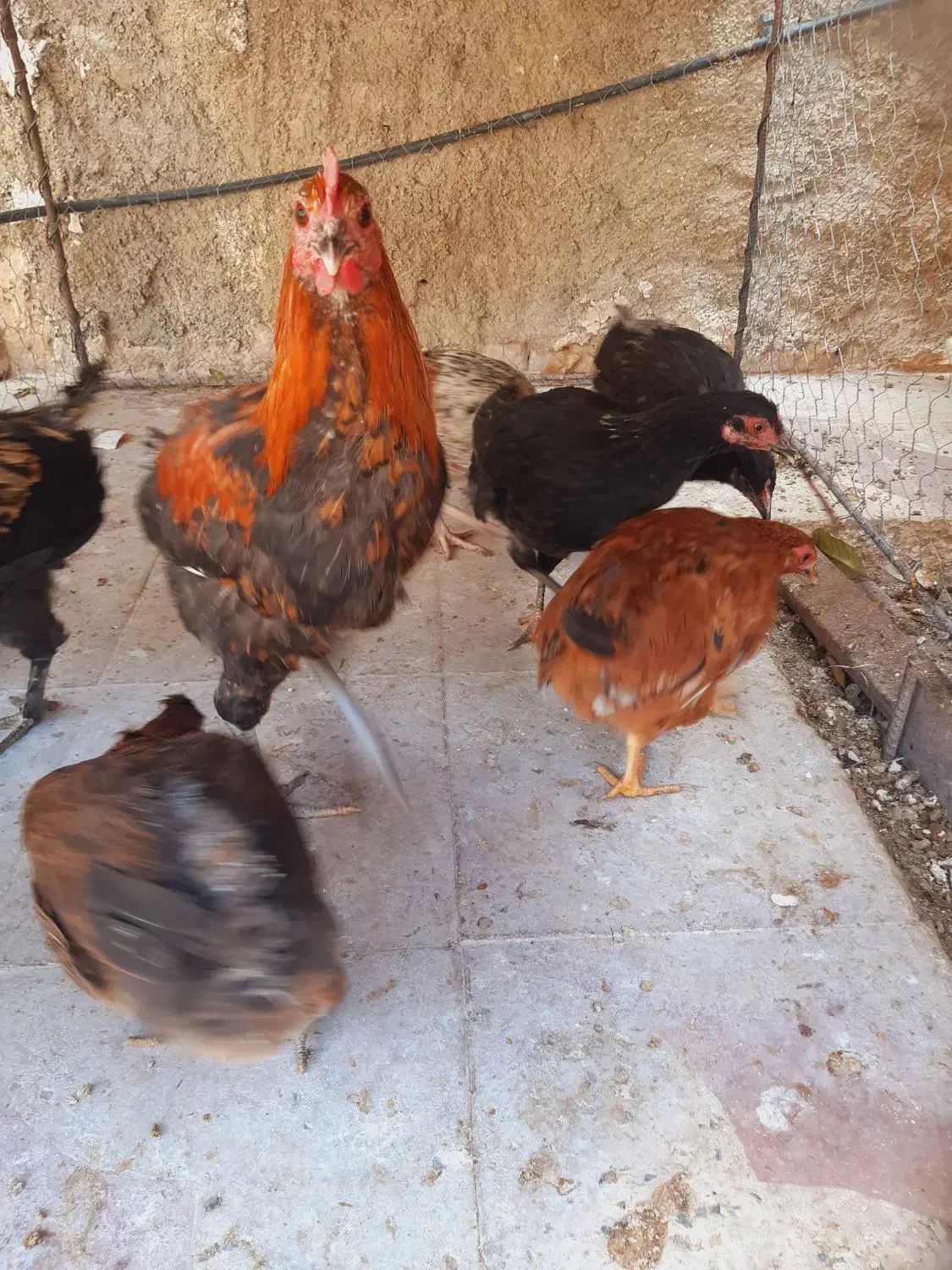 تعدادی مرغ محلی بفروش میرسد|حیوانات مزرعه|کازرون, |دیوار