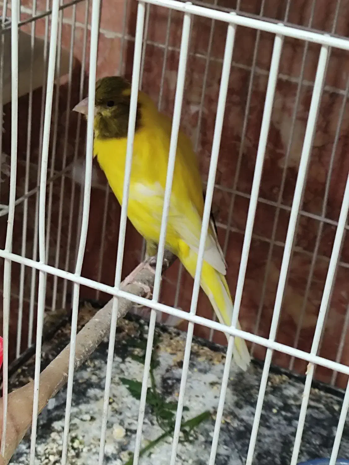 فروش انواع قناری آماده نرو ماده|پرنده|بومهن, |دیوار