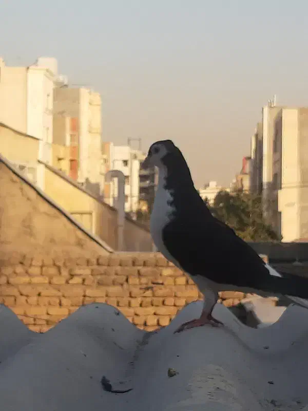 کفتر ساده سیاه|پرنده|مشهد, تربیت (صدف)|دیوار