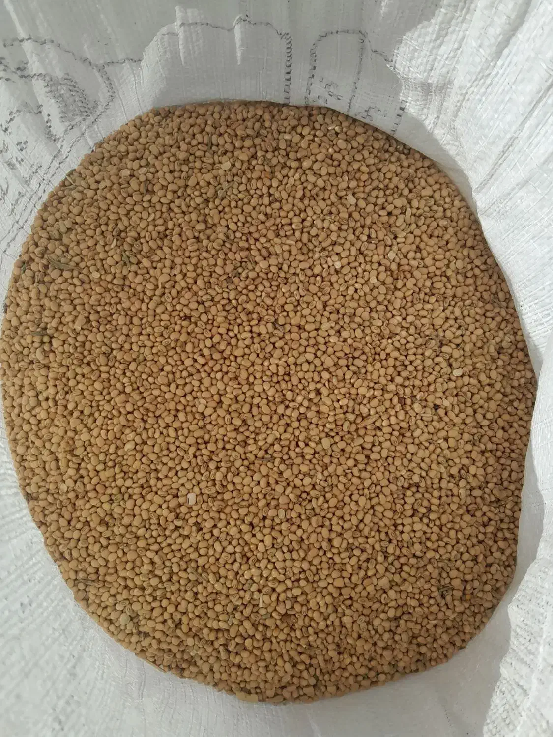 فروش لوبیا محلی|عمده‌فروشی|فاریاب, |دیوار